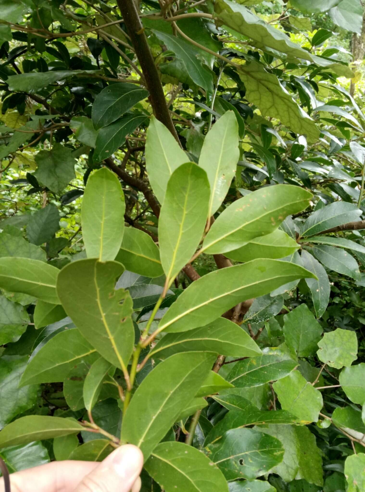 Image of laurel