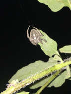 Image of Tropical Orb Weaver