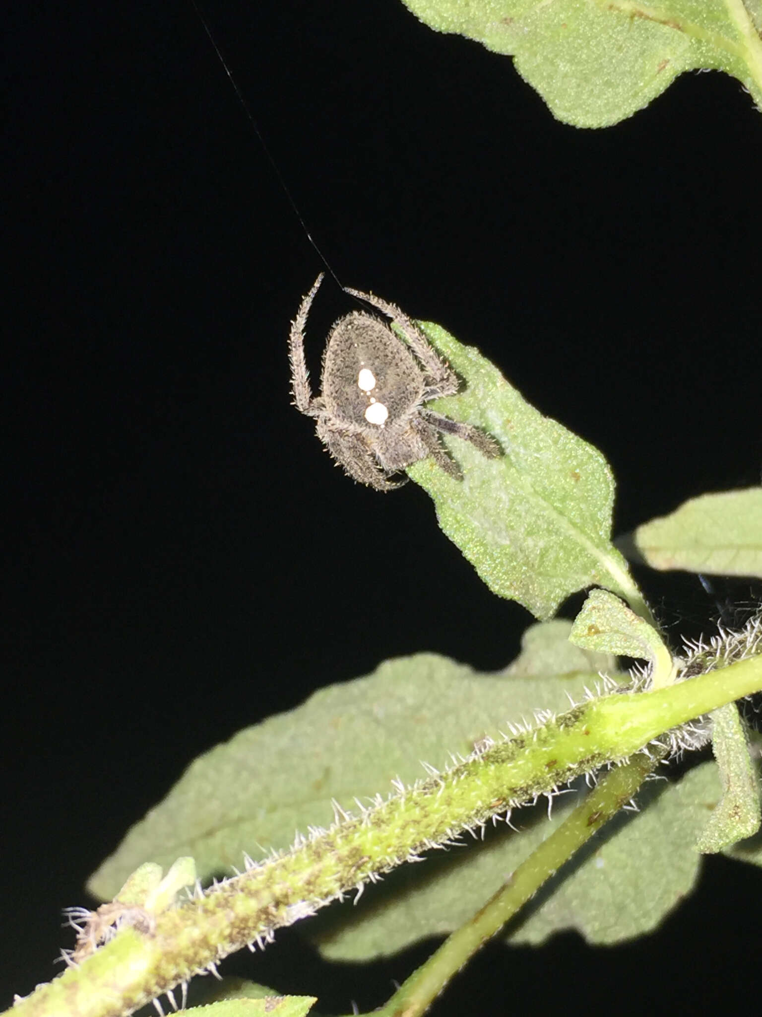 Image of Tropical Orb Weaver