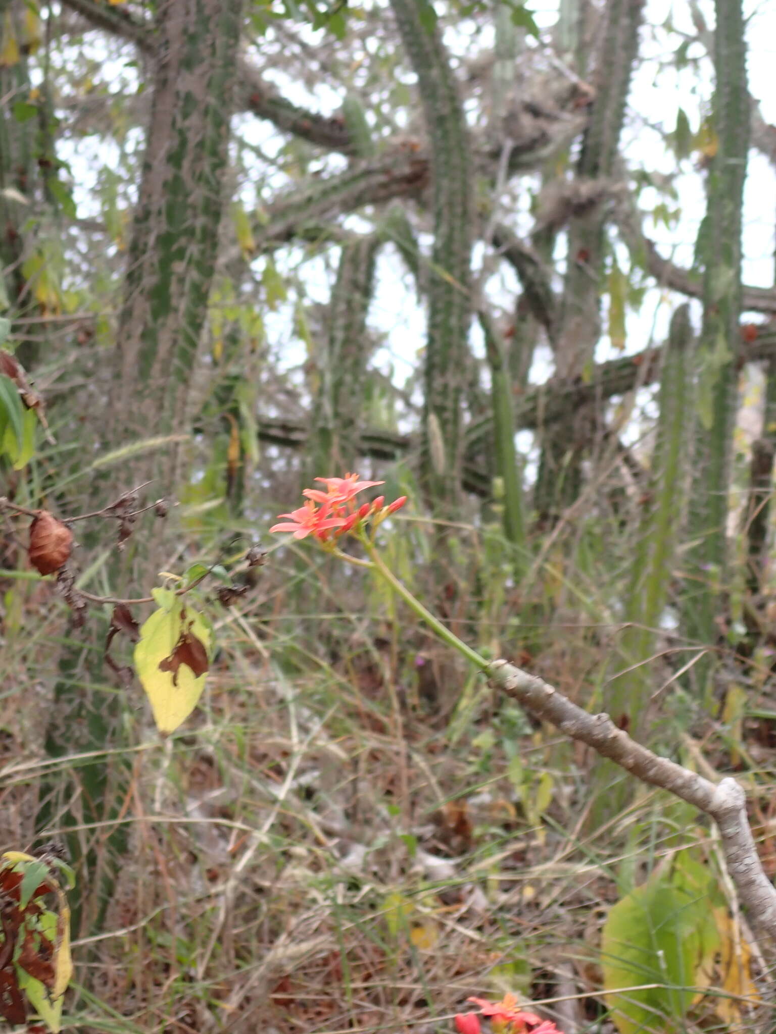 Image of Jatropha nudicaulis Benth.