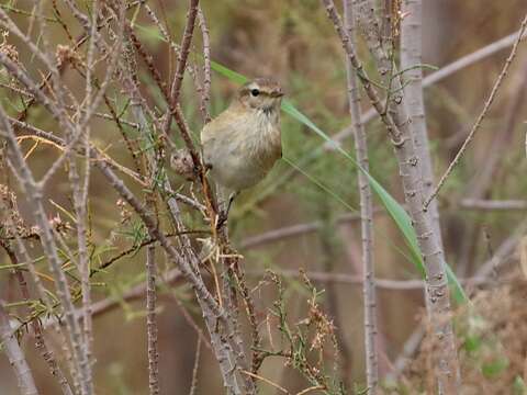 صورة Phylloscopus sindianus lorenzii (Lorenz & T 1887)