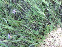 Image of annual blue-eyed grass