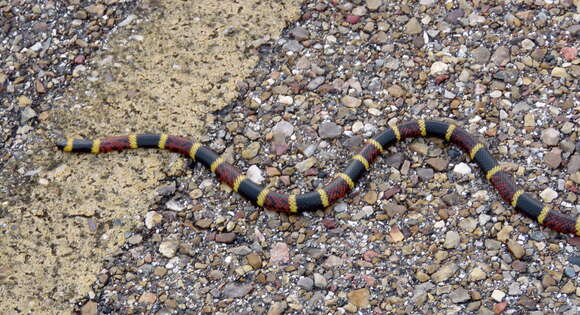 Image of Micrurus tener tener (Baird & Girard 1853)