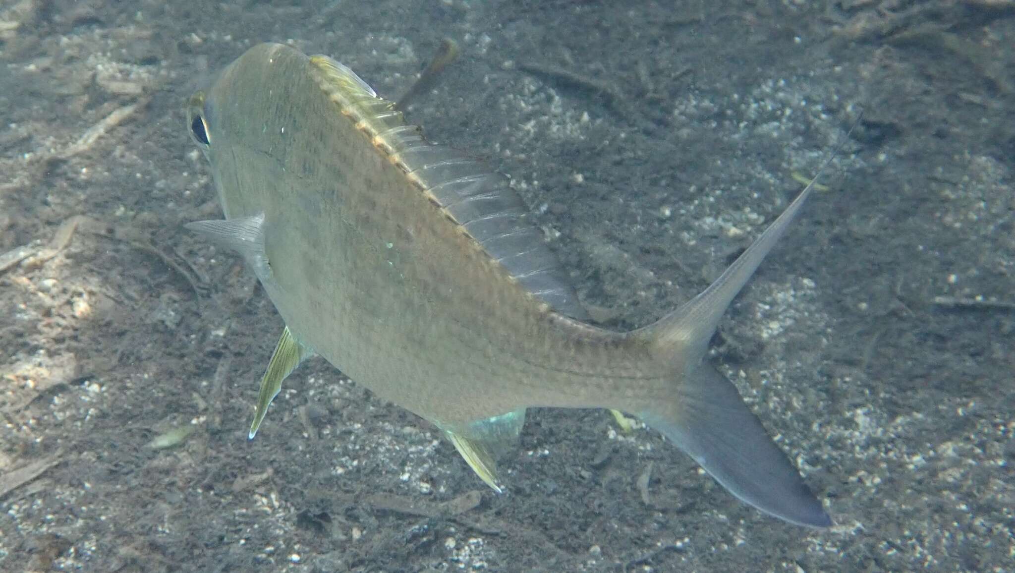 Image of Broad Shad