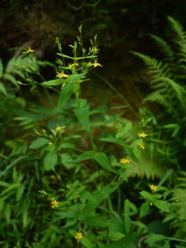 Hypericum mutilum L. resmi