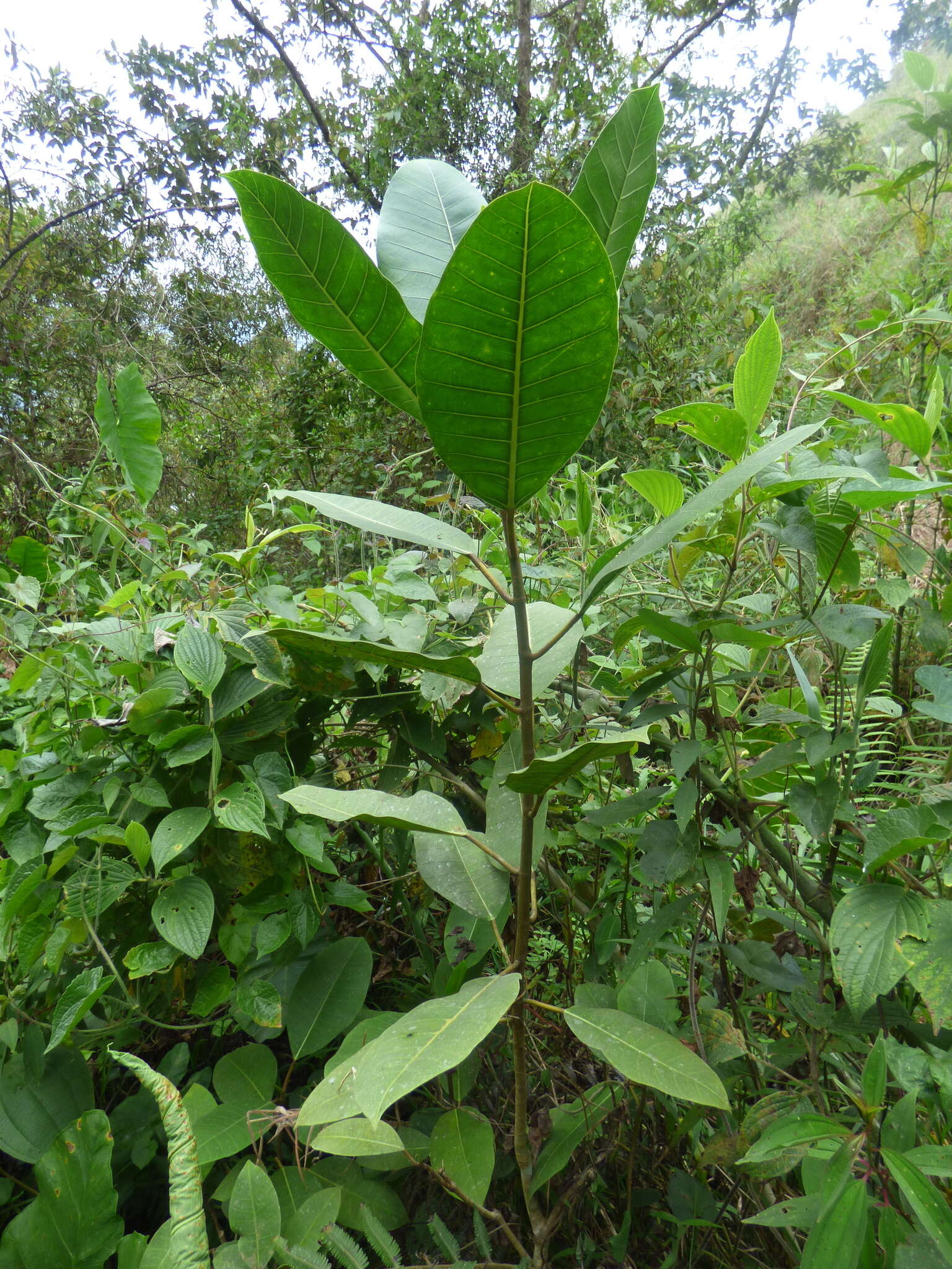 Ficus tonduzii Standl. resmi