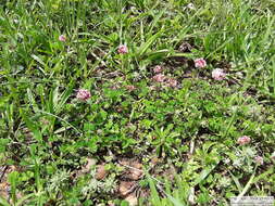 Image of peanut clover