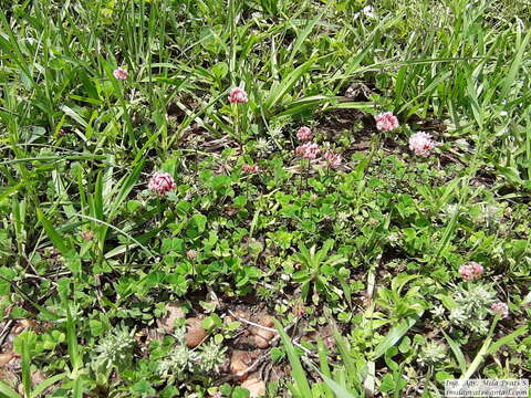 Image of peanut clover