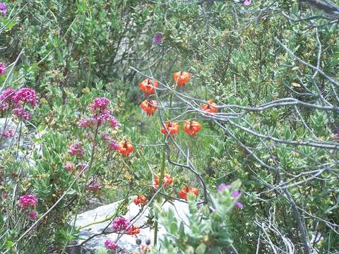 Image of Lilium pomponium L.