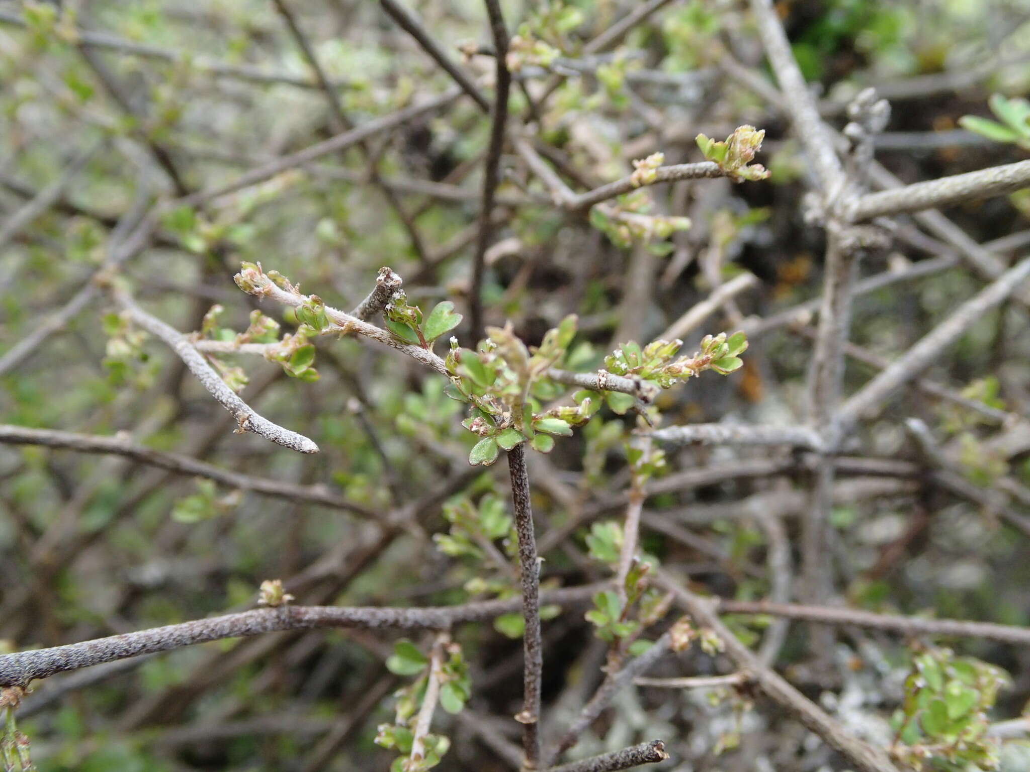 Image of Carmichaelia kirkii Hook.