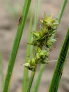 Image of Muhlenberg's sedge