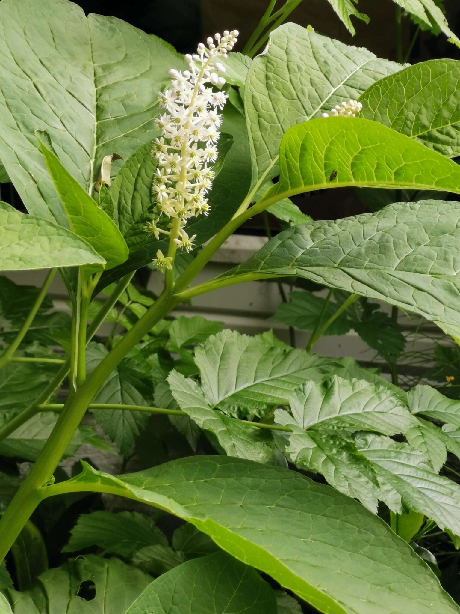 Image of Phytolacca acinosa Roxb.