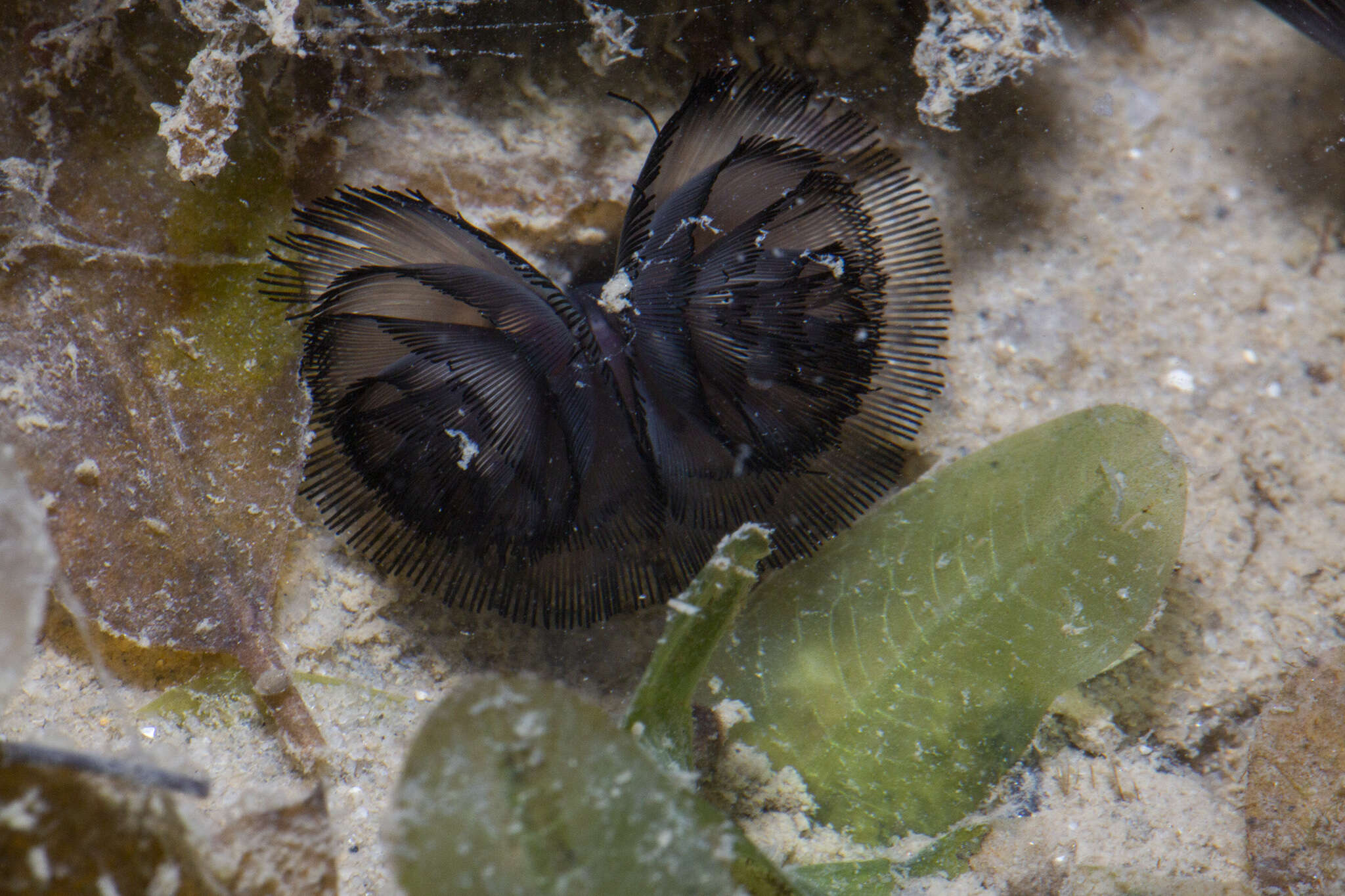 Image of Brown whirl tubeworm