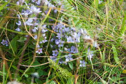 Image de Gentianella biebersteinii (Bunge) Holub