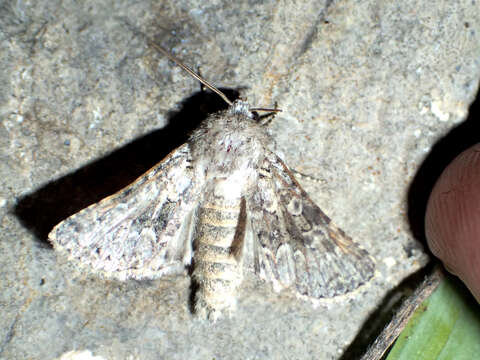 Image of broad-barred white