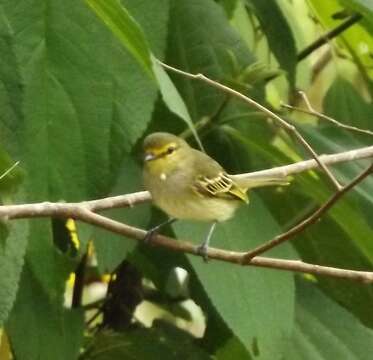 صورة Zimmerius chrysops (Sclater & PL 1859)