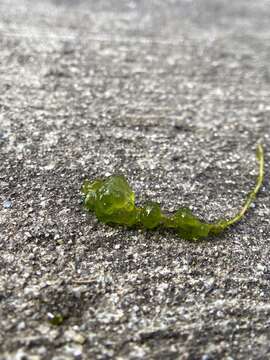 Image of Chaetophoropsis elegans