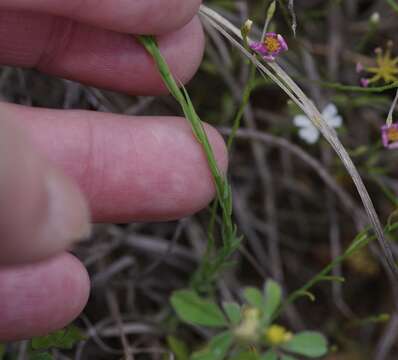 Image of Texas flax