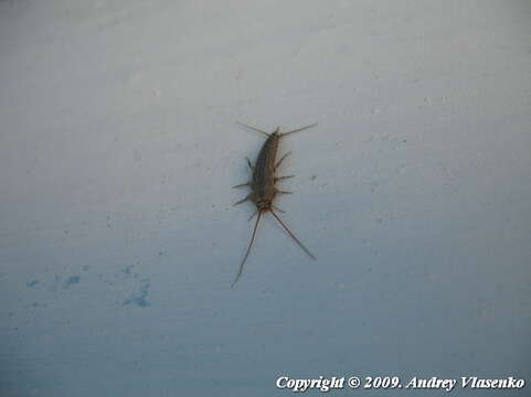 Image of Four-lined Silverfish