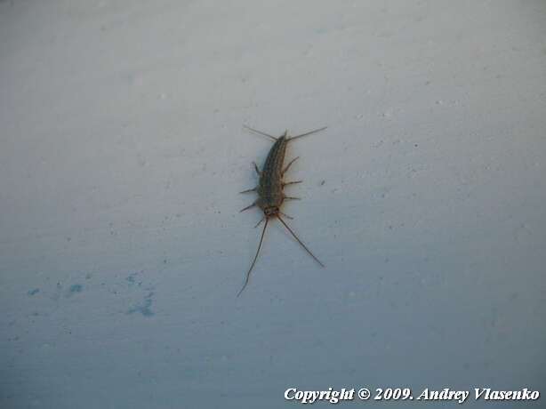 Image of Four-lined Silverfish