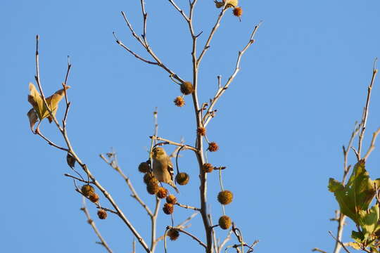 Image of American Goldfinch