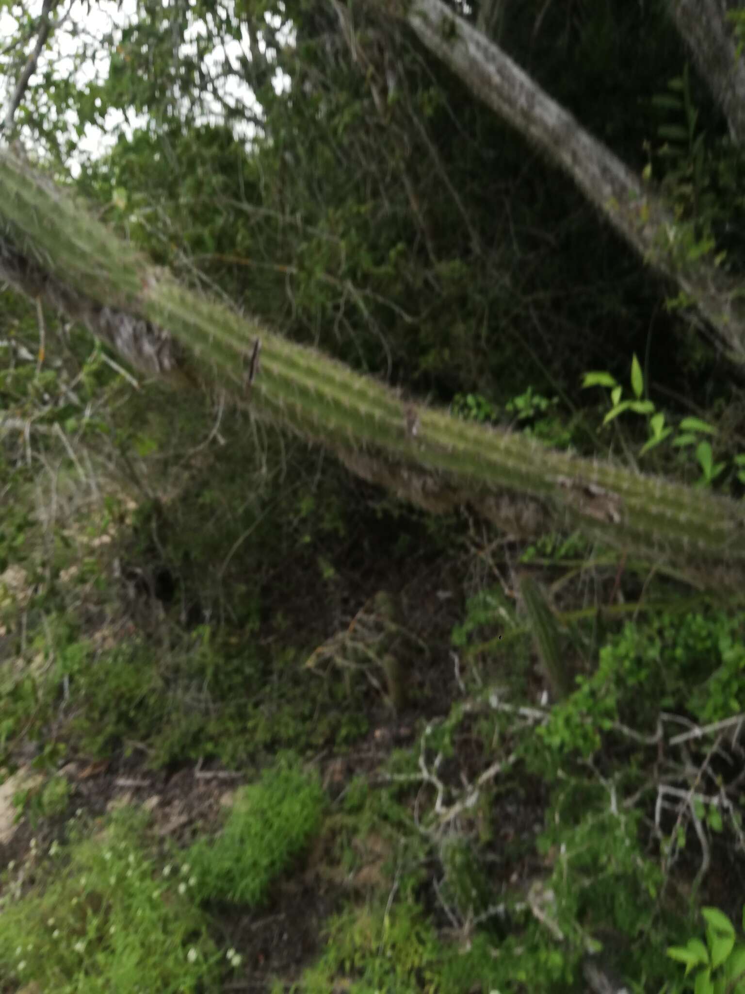 Image of Pilosocereus collinsii (Britton & Rose) Byles & G. D. Rowley