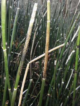 Image of Equisetum hyemale subsp. hyemale