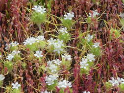 Image of whitehead navarretia