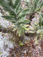 Image of Chrysopsis floridana var. highlandsensis (De Laney & Wunderlin) D. B. Ward