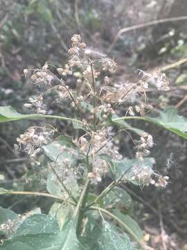 Image de Ageratina conspicua