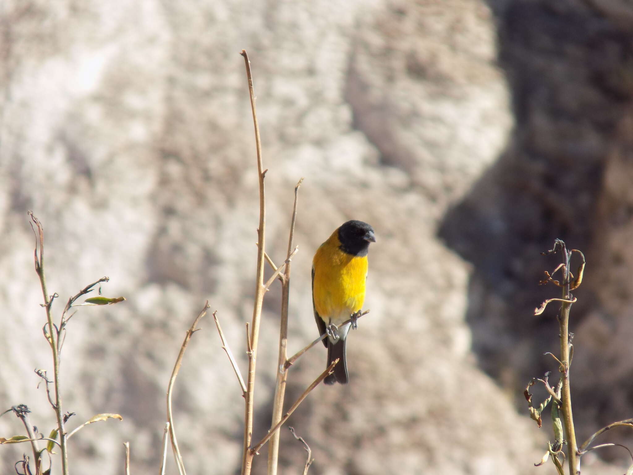 Слика од Phrygilus atriceps (d'Orbigny & Lafresnaye 1837)