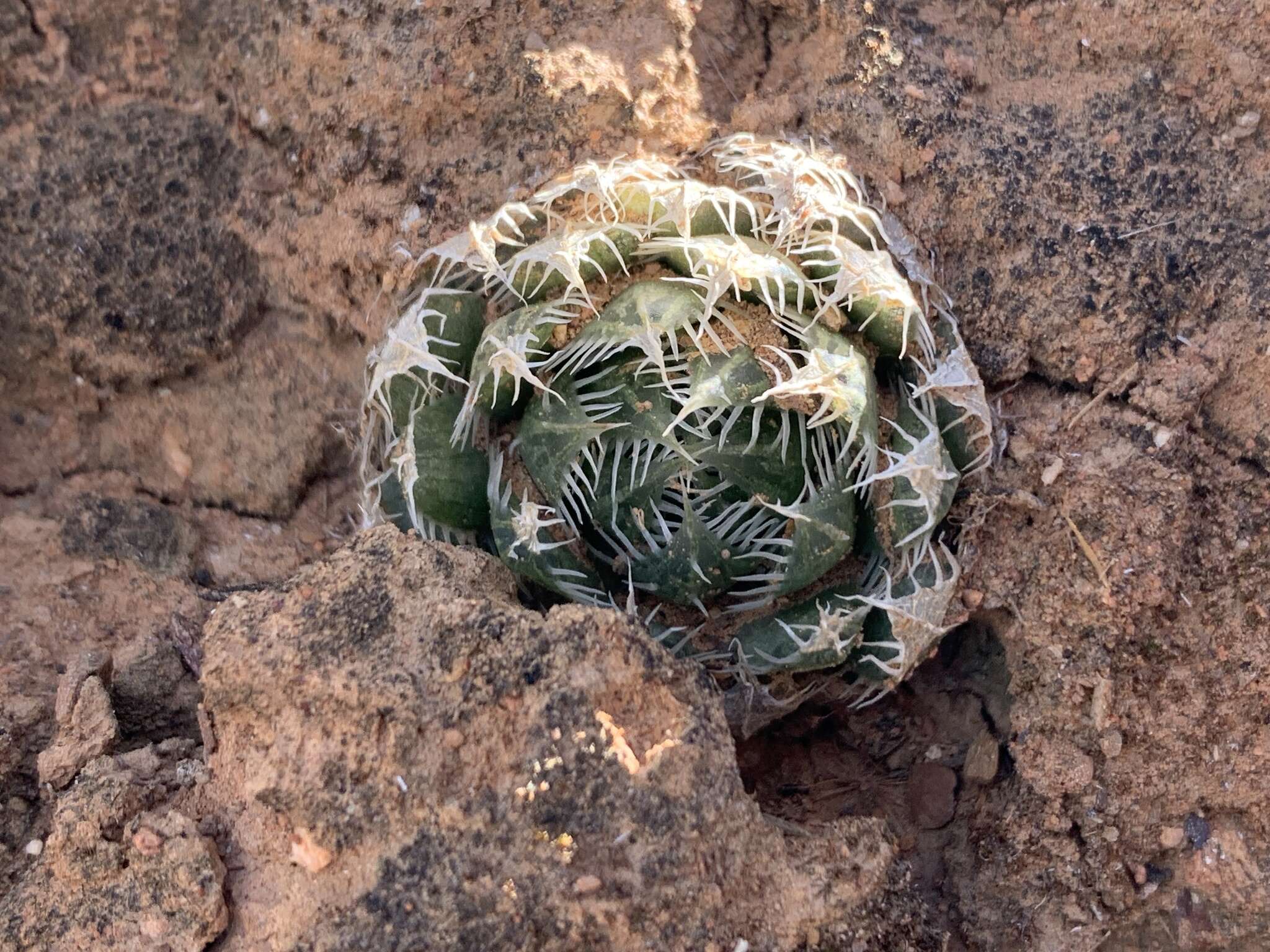 Image of Haworthia decipiens Poelln.