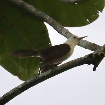 Image of White-headed Wren