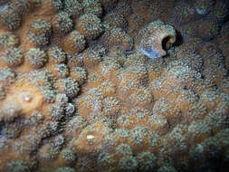 Image of Hedgehog Coral