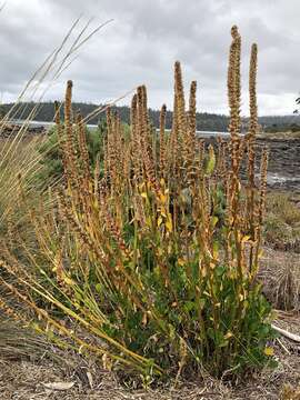 Image of Lawrencia spicata Hook.