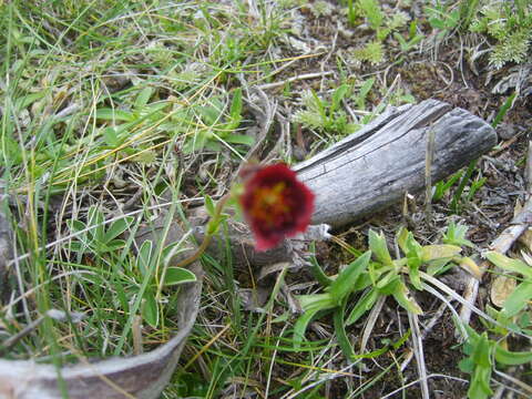 Image of Potentilla rubra Willd. ex Schltdl.