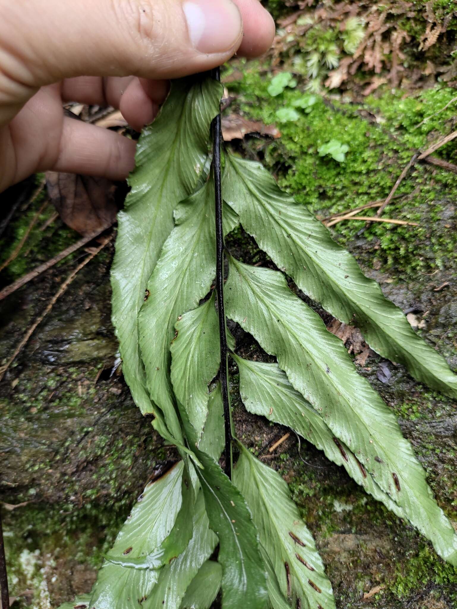 Plancia ëd Asplenium wrightii Eaton ex Hook.