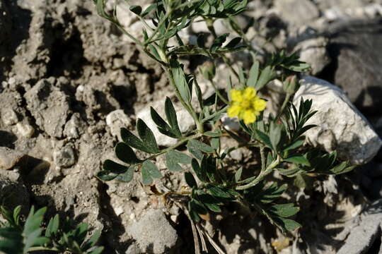 Image of Sibbaldianthe bifurca subsp. orientalis (Juz.) Kurtto & T. Erikss.