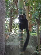 Image of Black Lemur