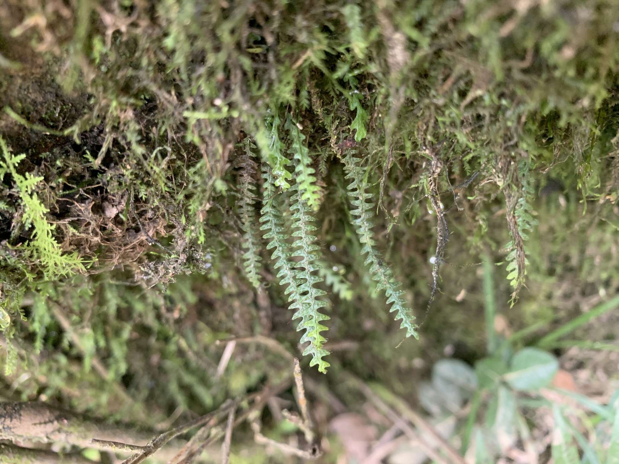 Image de Micropolypodium okuboi (Yatabe) Hayata