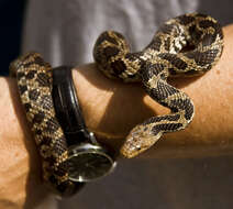 Image of Pantherophis ramspotti Crother, White, Savage, Eckstut, Graham & Gardner 2011