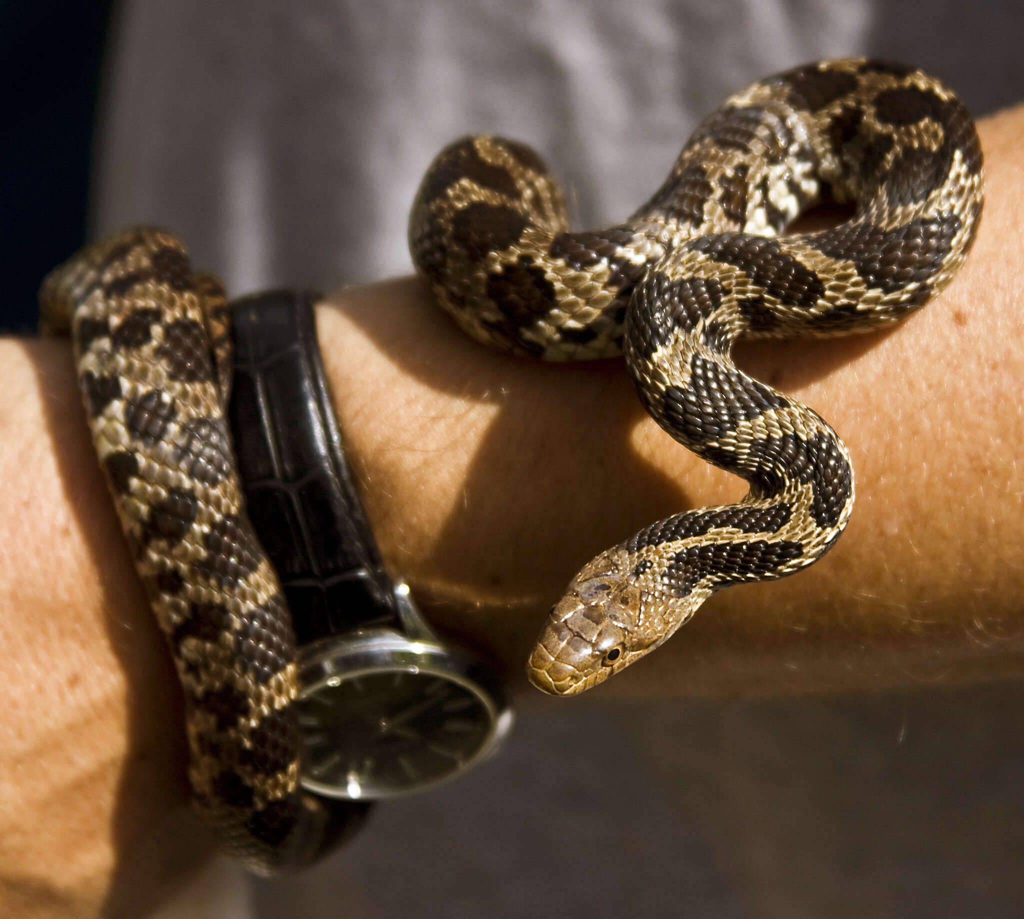 Image of Pantherophis ramspotti Crother, White, Savage, Eckstut, Graham & Gardner 2011