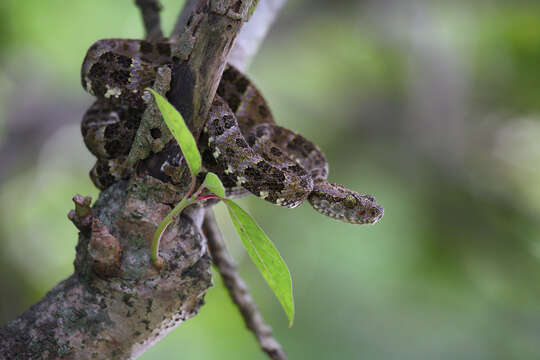 Bothrops taeniatus Wagler 1824的圖片