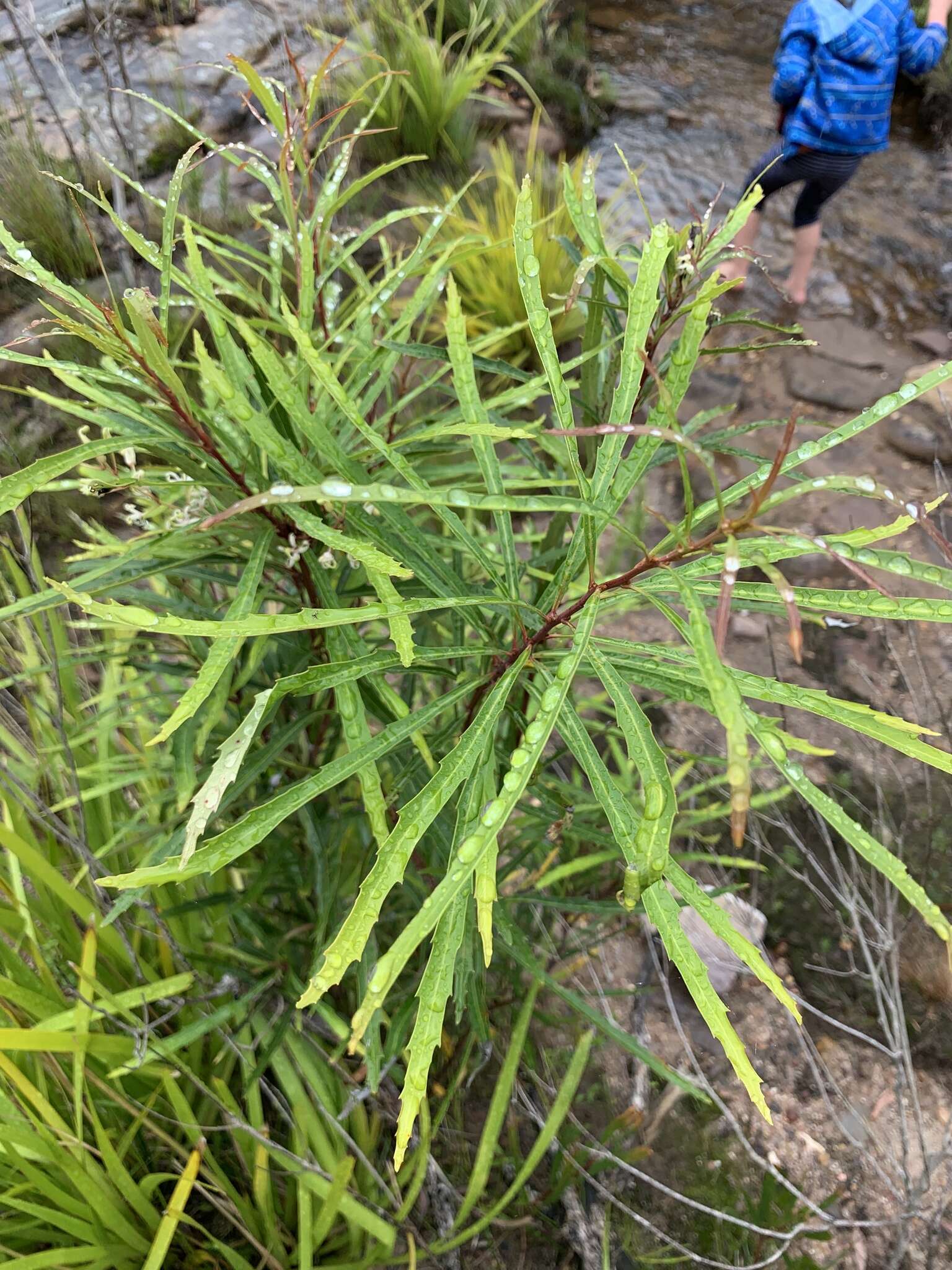 Image de Lomatia myricoides (C. F. Gaertner) Domin