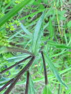 Image of Carlina biebersteinii subsp. brevibracteata (Andrae) K. Werner