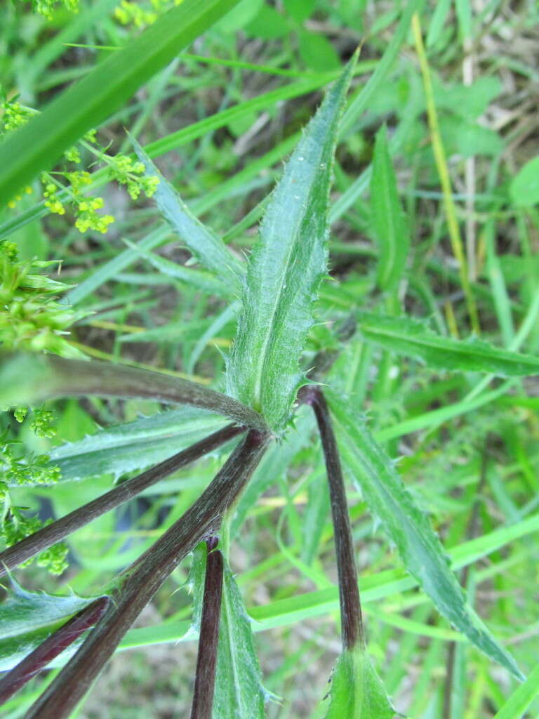 Image of Carlina biebersteinii subsp. brevibracteata (Andrae) K. Werner