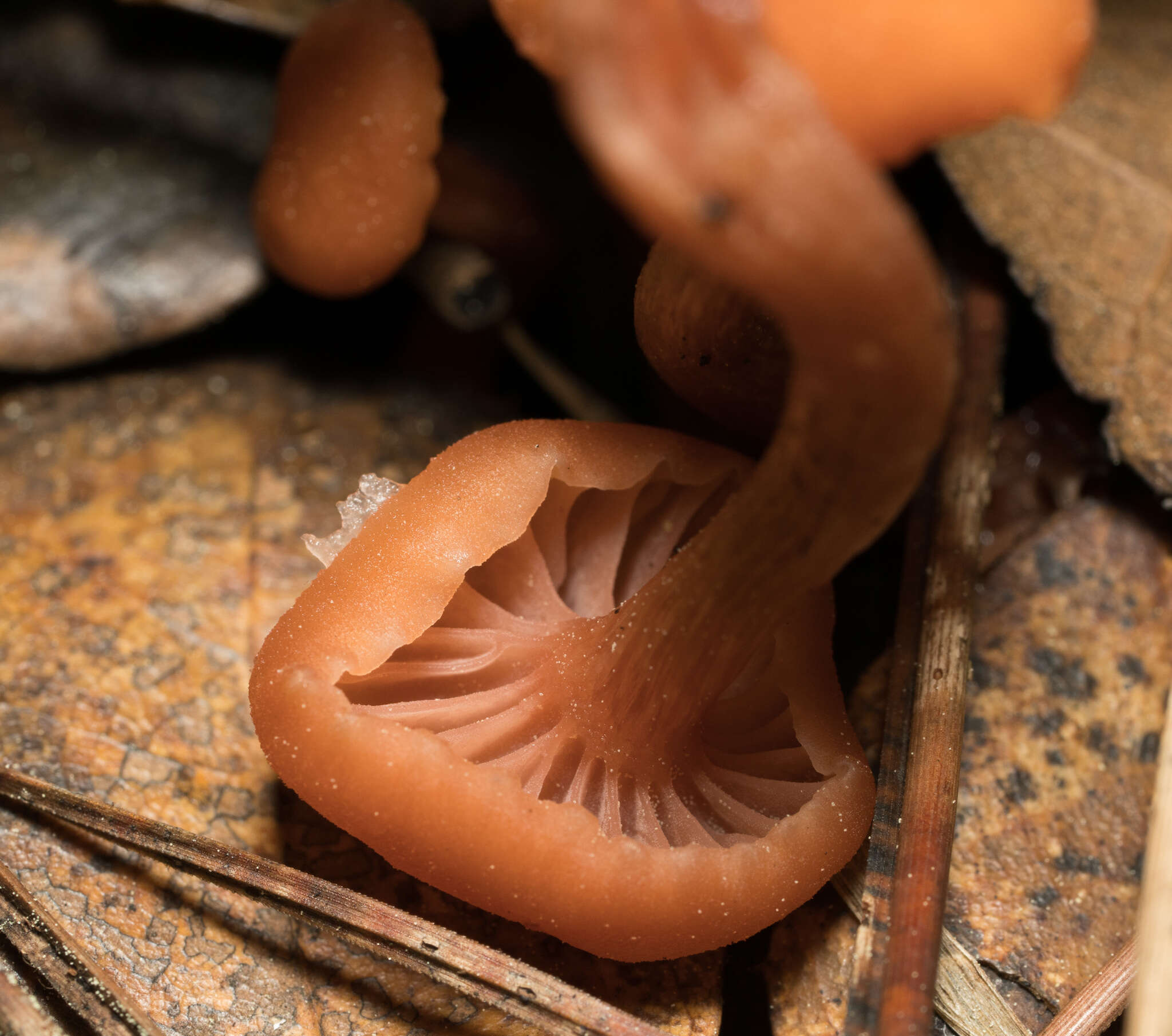 Image of Laccaria laccata (Scop.) Cooke 1884