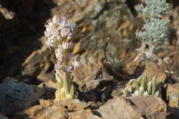 Image de Orostachys thyrsiflora (DC.) Fisch. ex Sweet