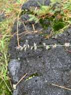 صورة Eragrostis elongata (Willd.) J. Jacq.