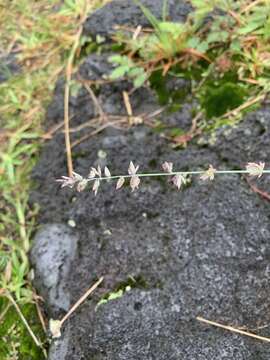 Imagem de Eragrostis elongata (Willd.) J. Jacq.